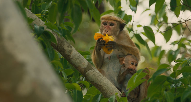 AA360 JOUETS VERA JEU DE PUCES AU ROYAUME DES SINGES FRANCE